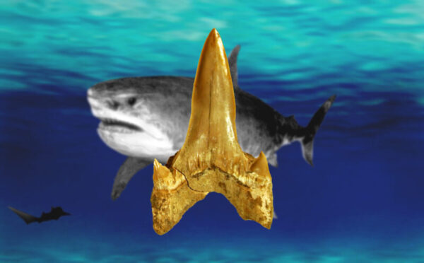 Scientists discover teeth of fossilized sharks in an unexpected area