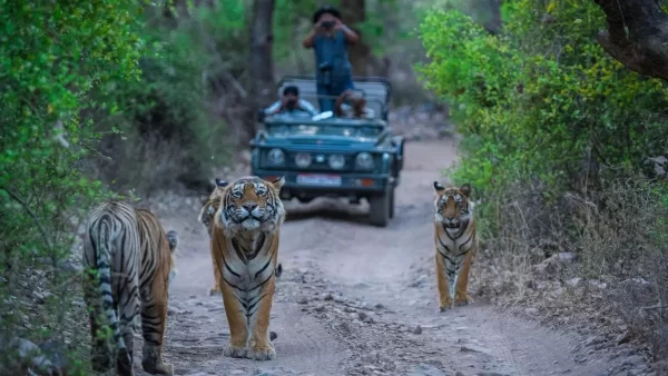 Jim Corbett National Park