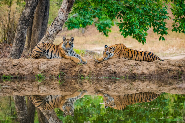 Kanha National Park (Kanha Tiger Reserve)