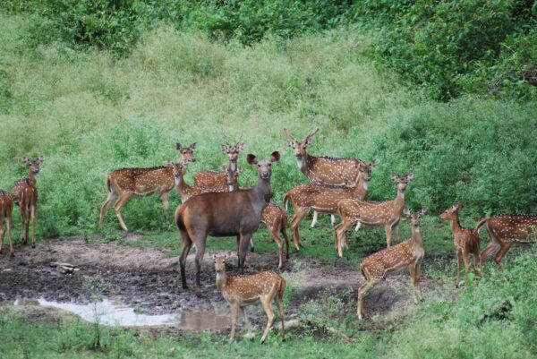 Indravati National Park, Chhattisgarh