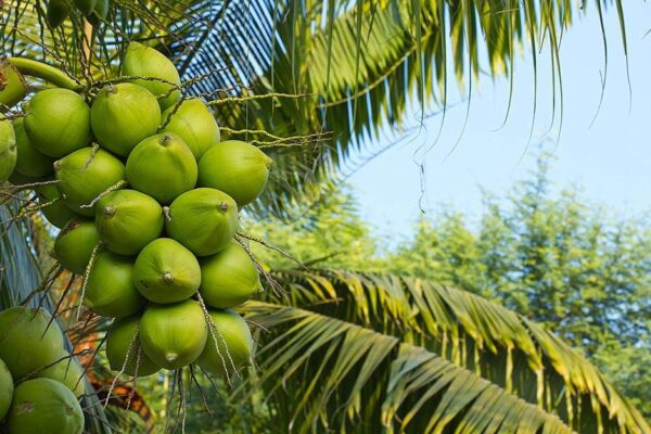 Highest Coconut Producing States In India