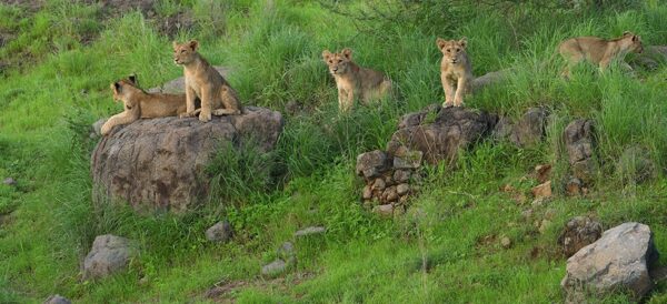 Gir Forest National Park, Gujarat