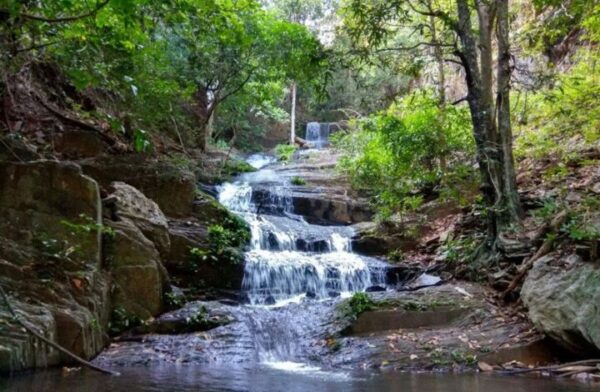 Saranda Forest