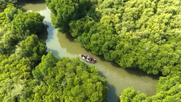 Pichavaram Forest