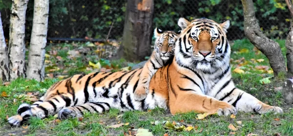 Guru Ghasidas (Sanjay) National Park, Chhattisgarh