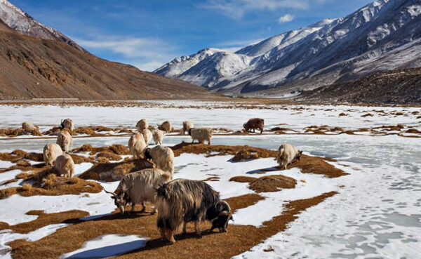 Hemis National Park, Jammu and Kashmir