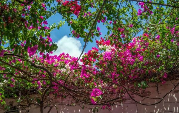 Creeper Plants in India