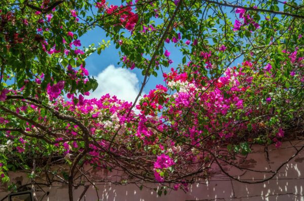 Creeper Plants in India