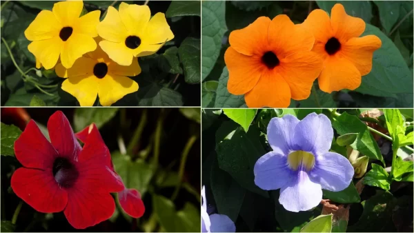 Thunbergia