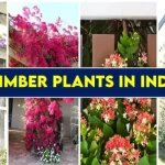 Climber Plants in India