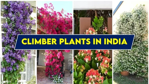 Climber Plants in India