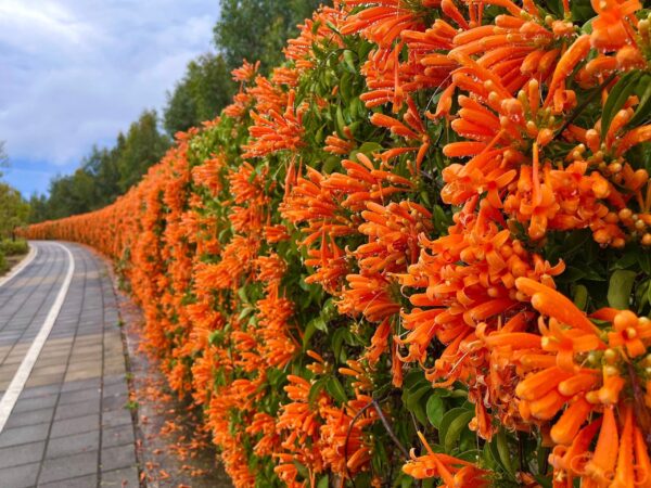 Orange Trumpet Vine