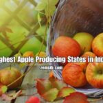 Highest Apple Producing States in India