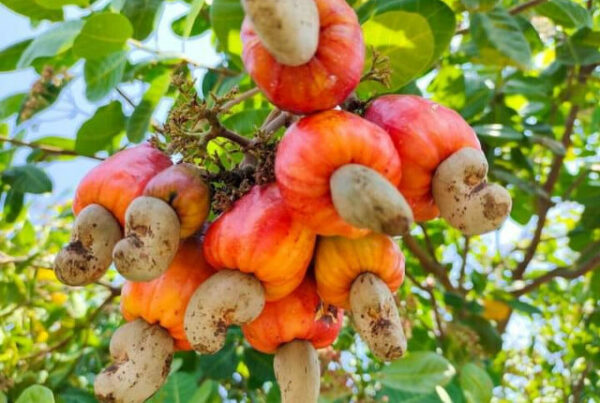 Cashew