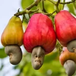 Highest Cashew Producing States In India