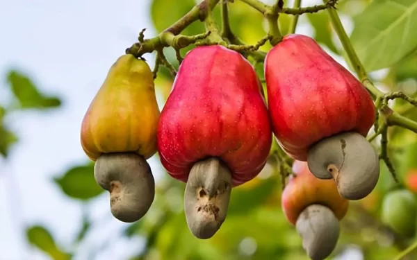 Highest Cashew Producing States In India