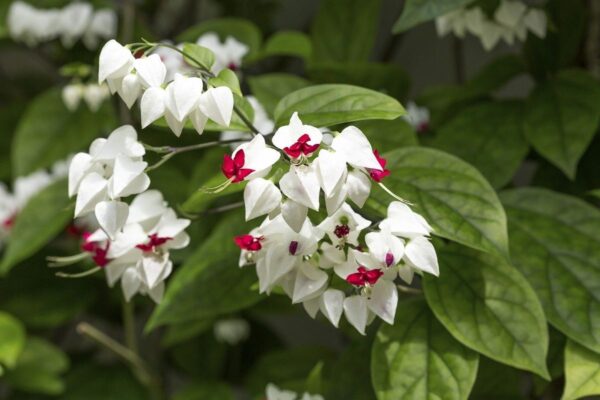 Bleeding Heart Vine