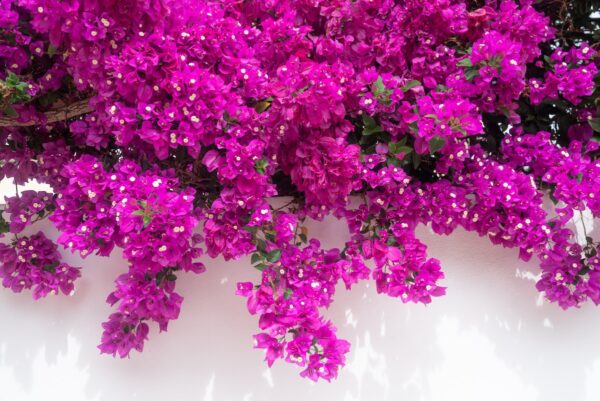 Bougainvillea