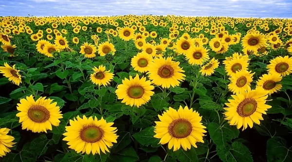 Highest Sunflower Producing States In India